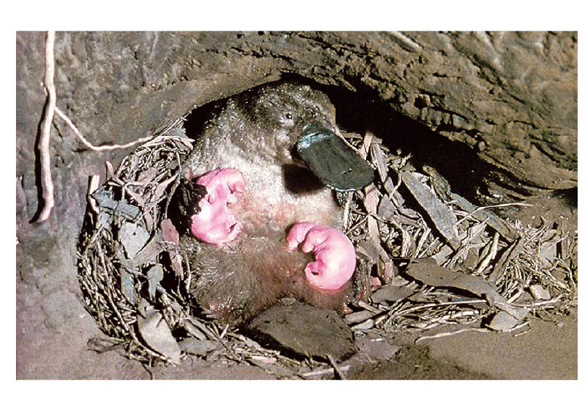 Ornithorynque avec ses bébés fraîchement éclos dans leur terrier.