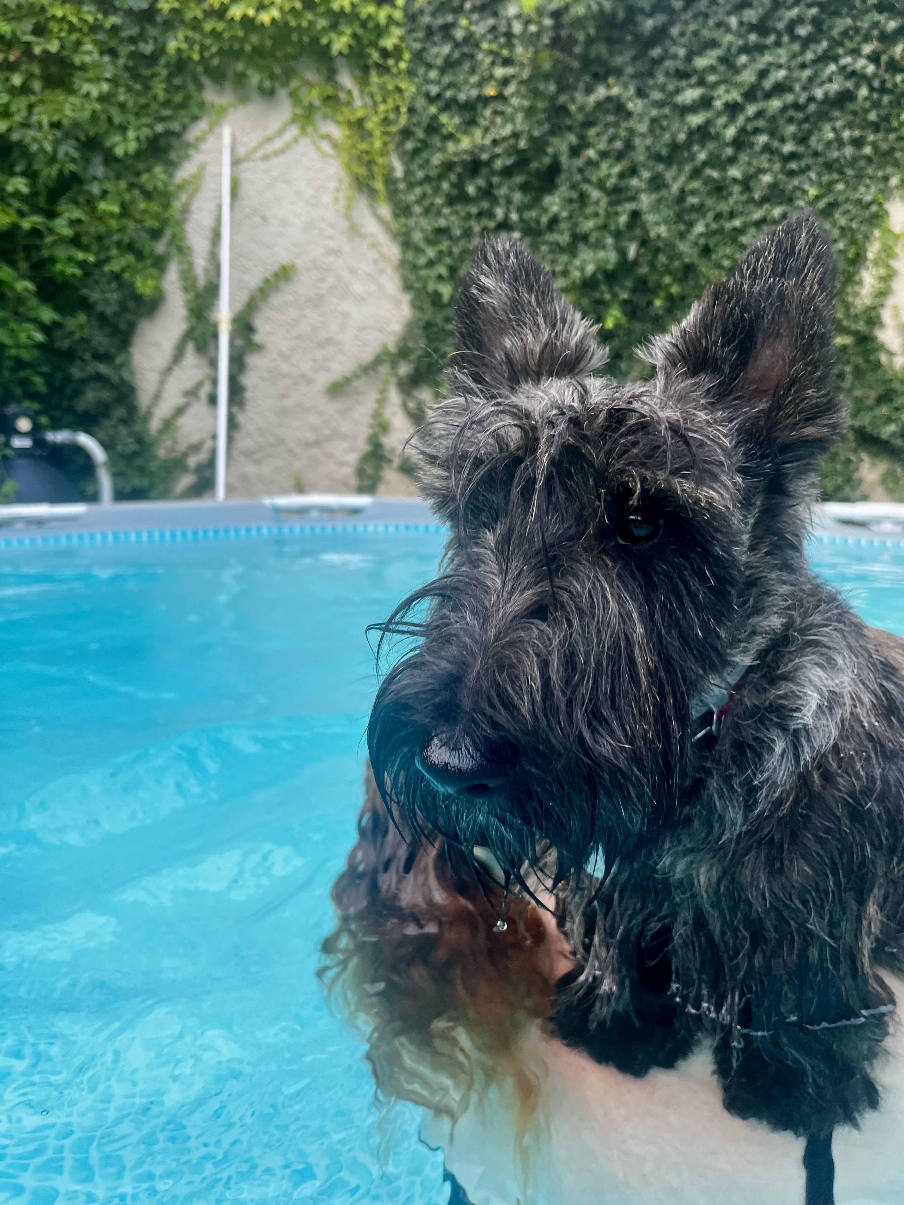 Wittgenstein, digne, même dans l’eau (sauf s’il faut nager).
La piscine est une offense, mais je suis au)dessus de ça !