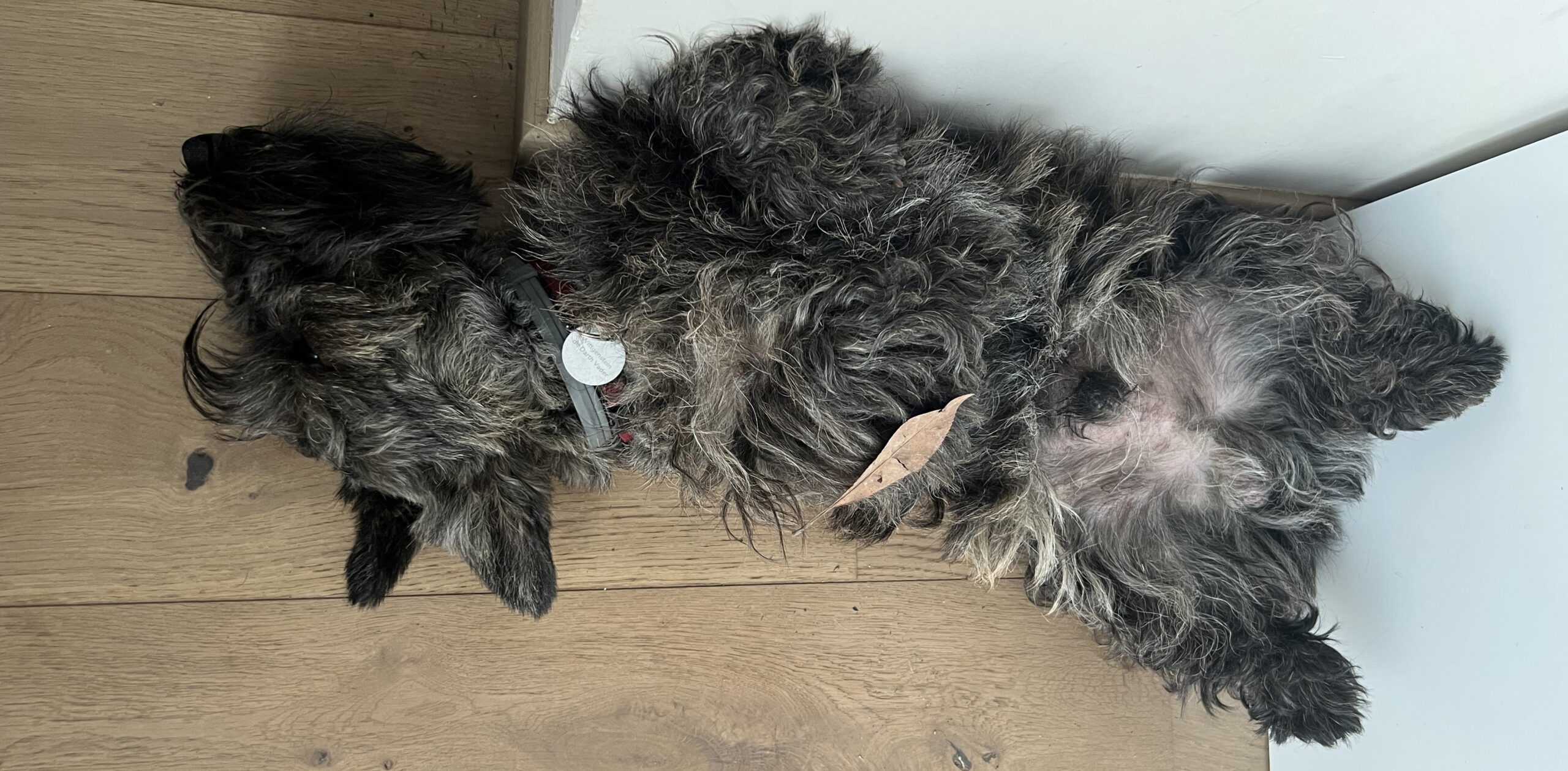 Scottish terrier, le chien idéal pour un misanthrope