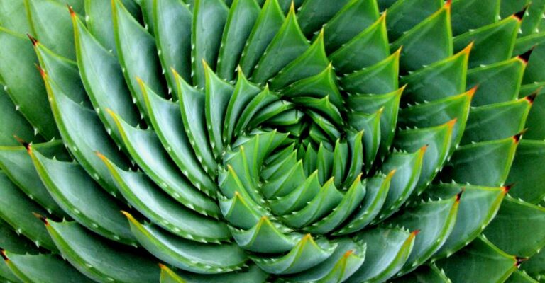 Spirale parfaite des feuilles d’aloès, illustration naturelle de la suite de Fibonacci.