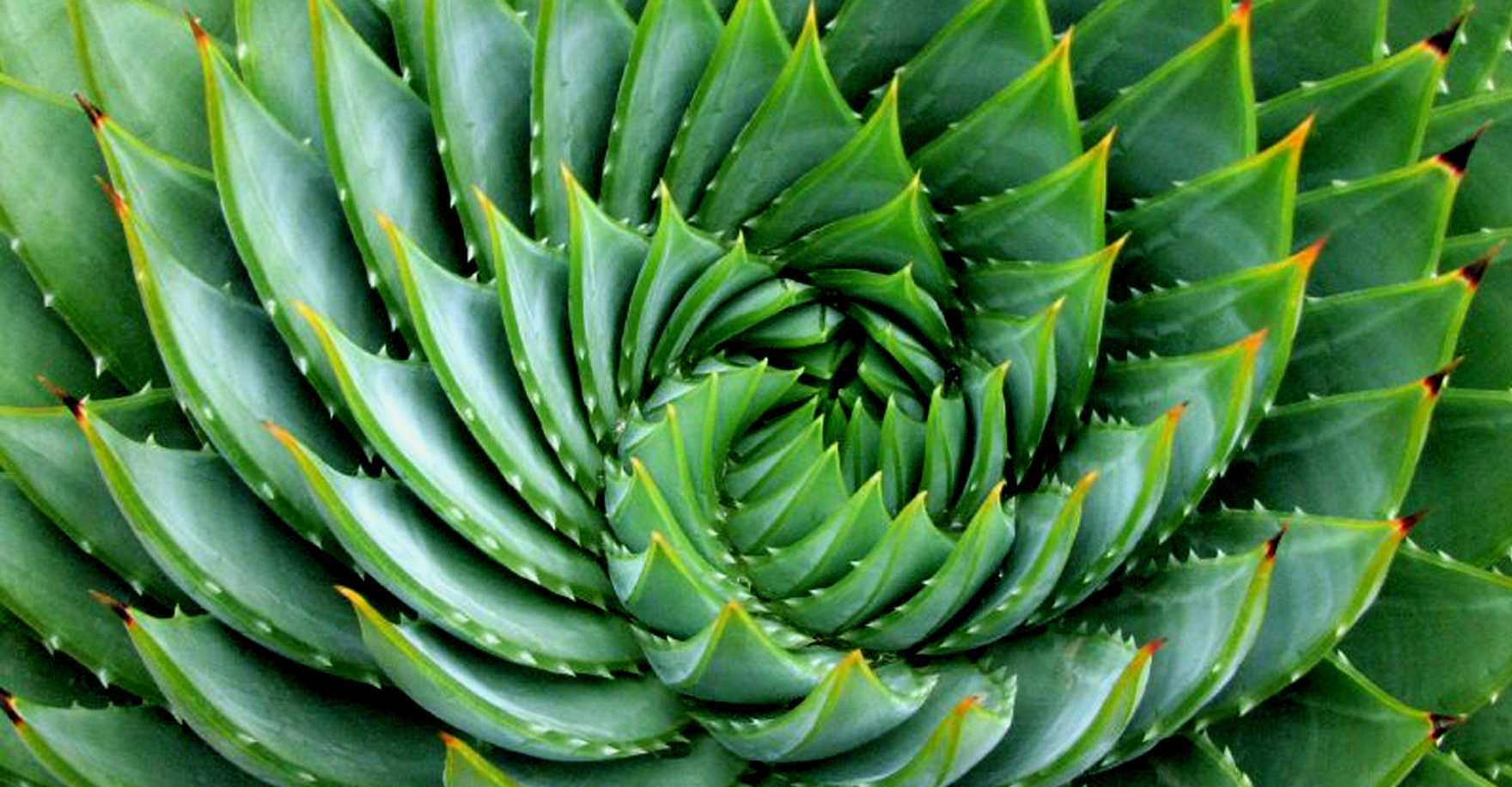 Spirale parfaite des feuilles d’aloès, illustration naturelle de la suite de Fibonacci.