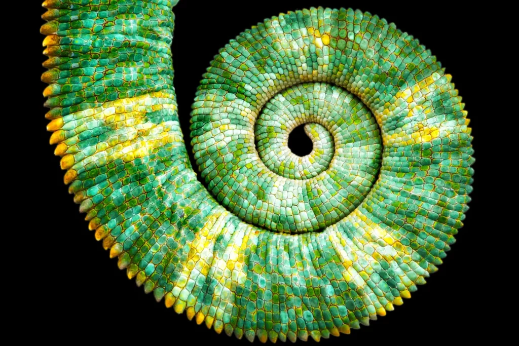 Queue de caméléon enroulée en spirale naturelle, évoquant la suite de Fibonacci.