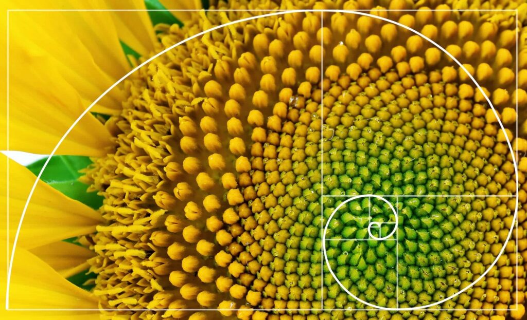 Spirale de Fibonacci dans un tournesol