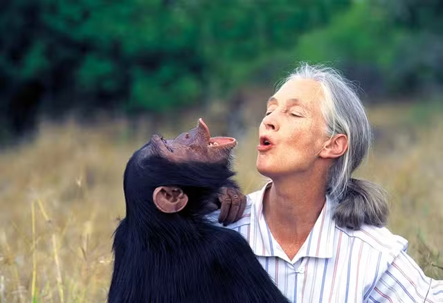 Jane Goodall imitant un chimpanzé, échange vocal complice dans la savane.