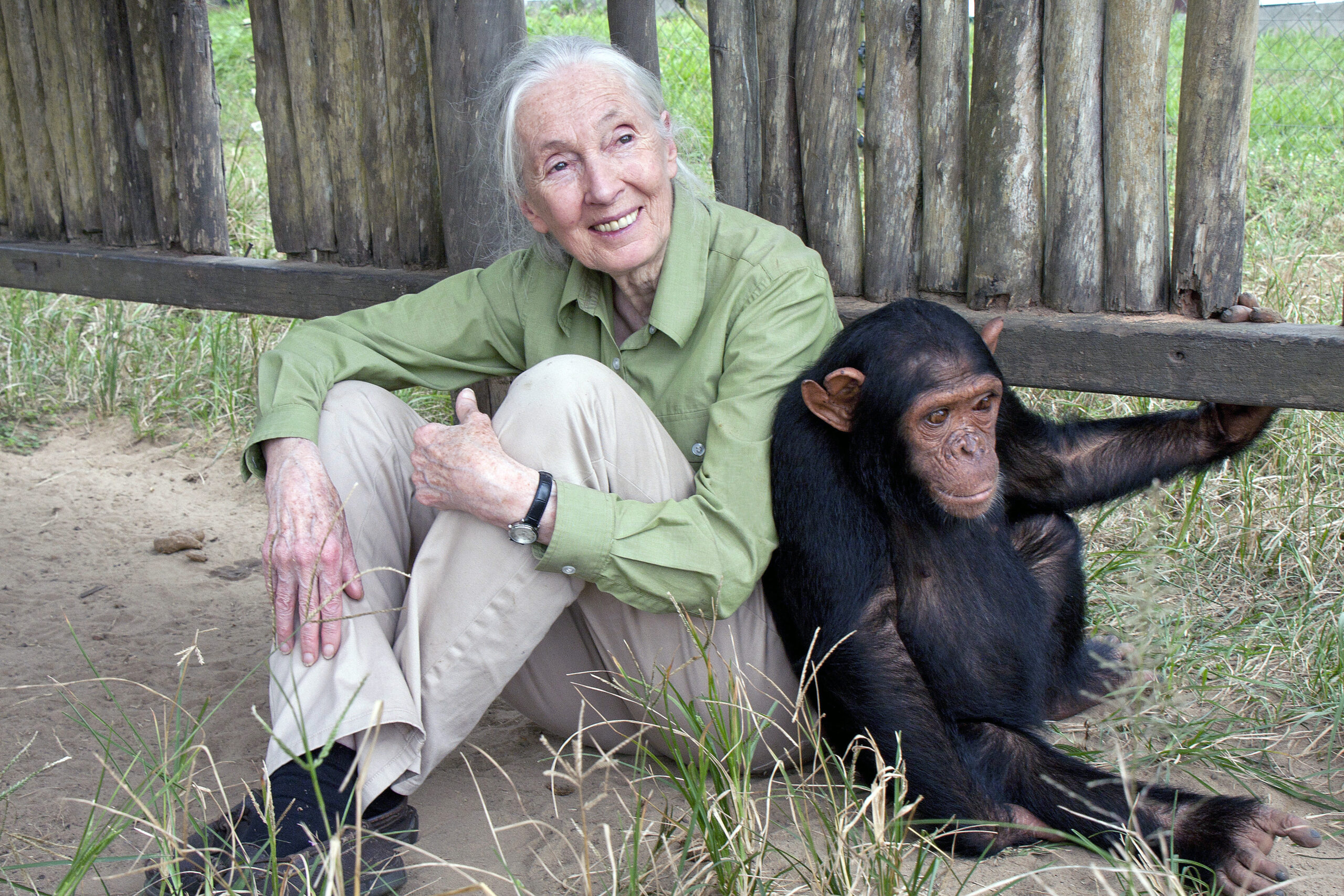 Jane Goodall assise auprès d’un jeune chimpanzé, symbole de son travail pionnier en éthologie et en conservation.