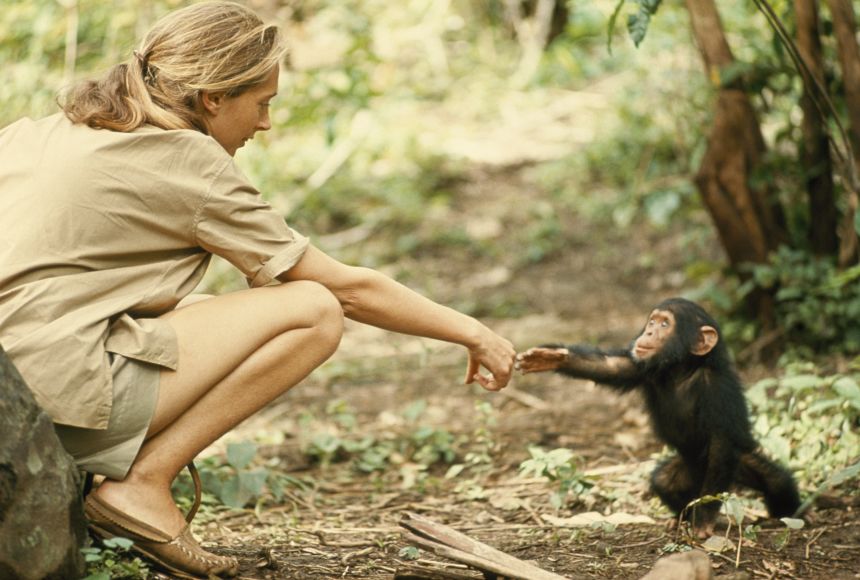 Jane Goodall tendant la main à un bébé chimpanzé dans la forêt de Gombe.